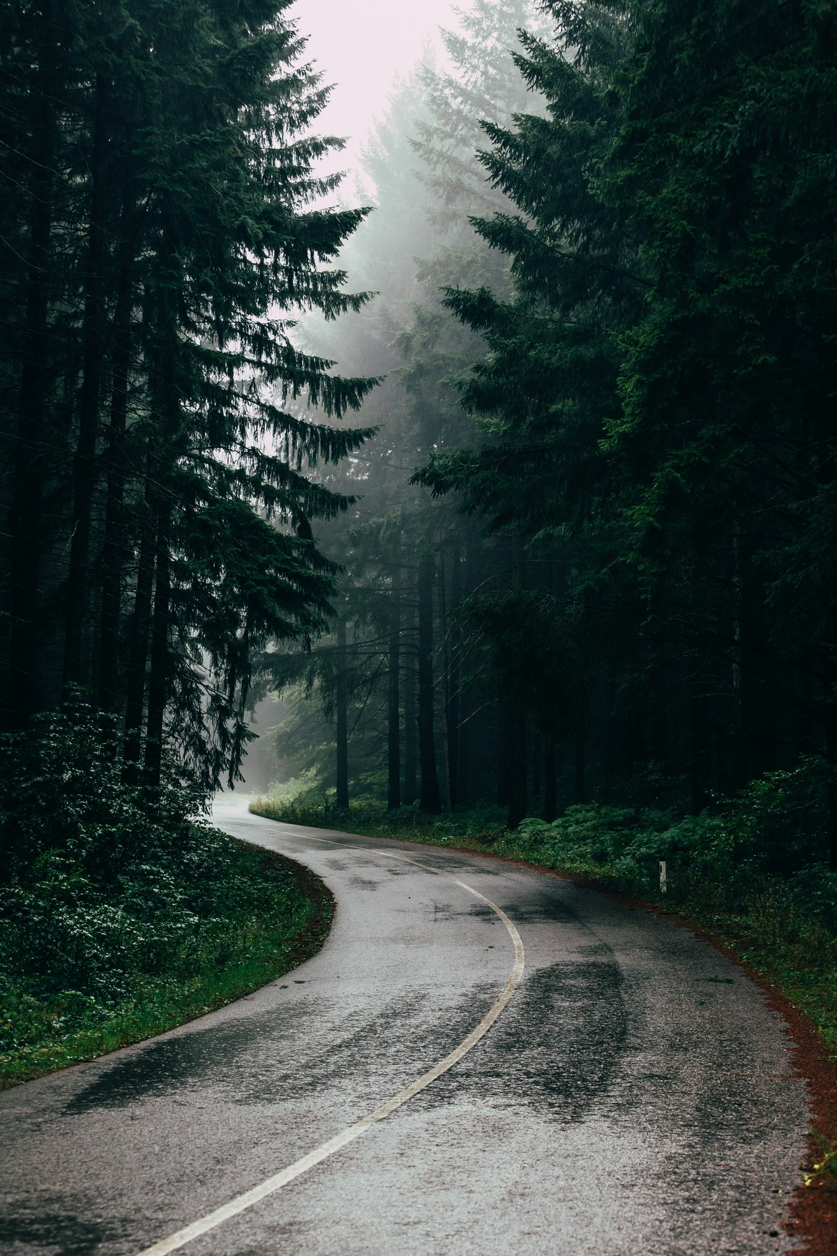 Route forestière humide sous la pluie, entourée de conifères