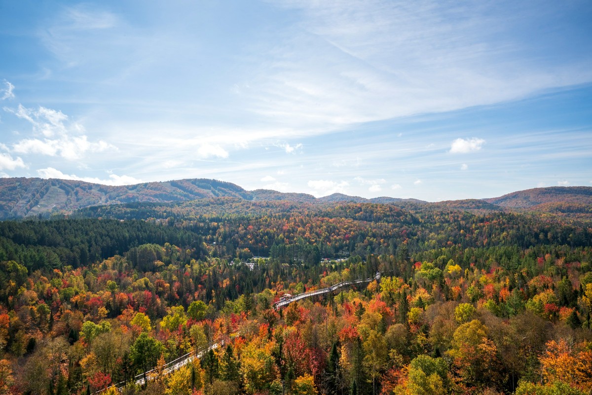 Forêt d'érables aux couleurs rouge et orangé vue d'en haut à l'automne