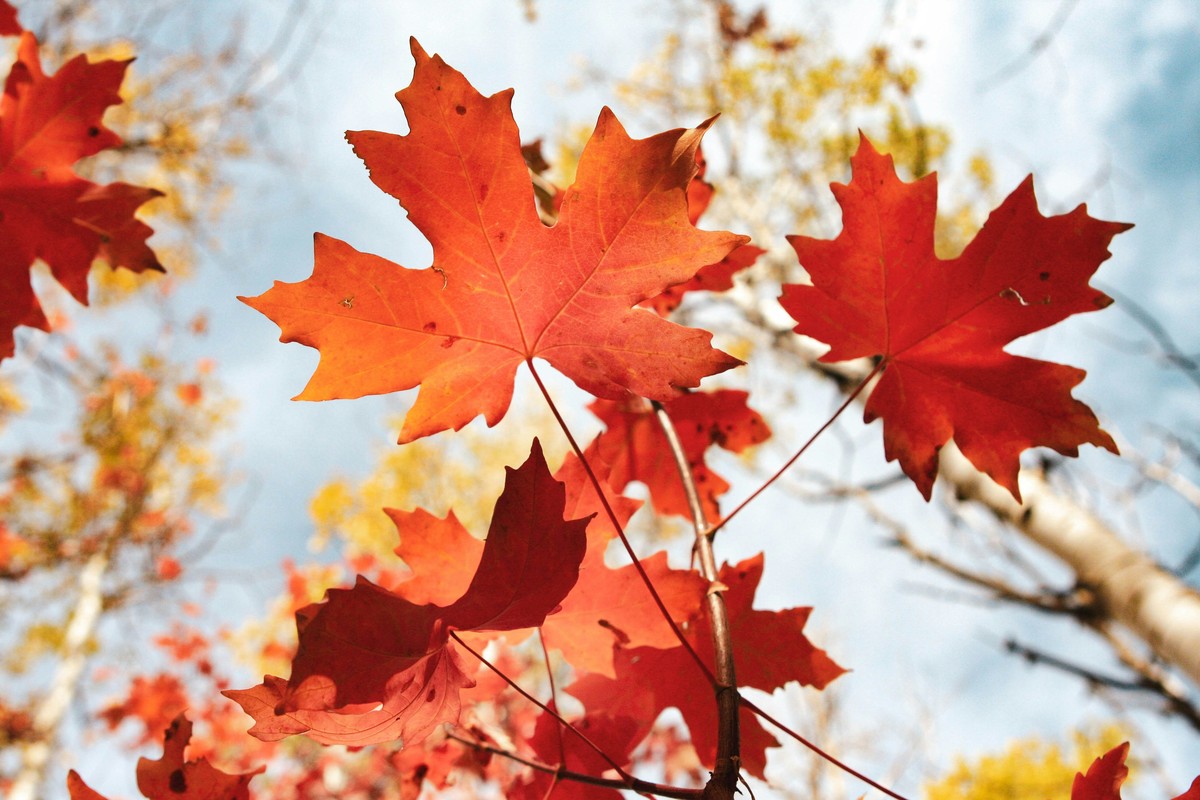 Gros plan sur une feuille d'érable rouge et orangée à l'automne