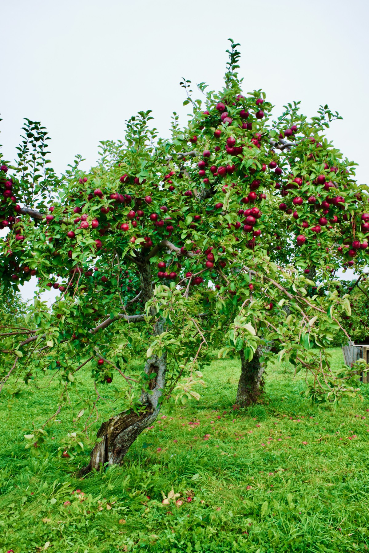 Pommier chargé de fruits dans un verger à l'automne
