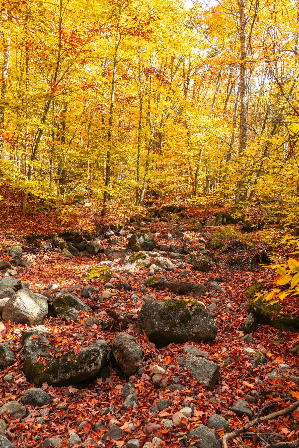 Sentier de randonnée traversant une forêt aux couleurs d'automne