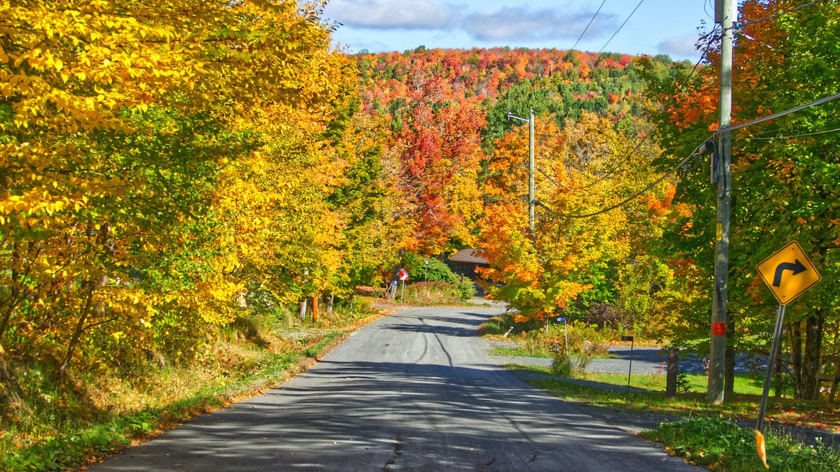 Route de campagne bordée d'arbres aux couleurs d'automne