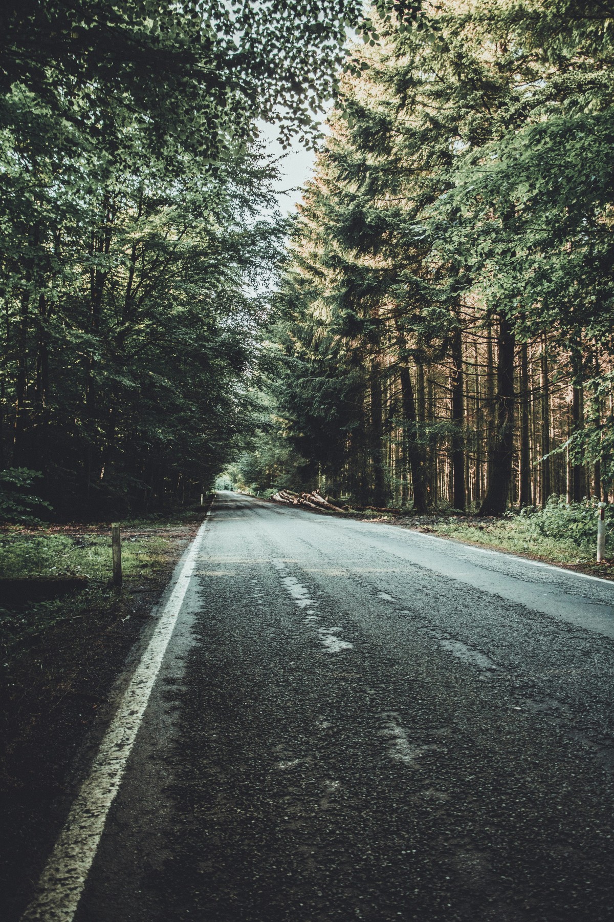 Route forestière droite bordée de grands conifères